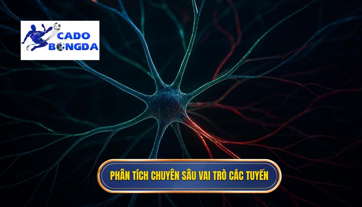 Phân Tích Chuyên Sâu Vai Trò Từng Tuyến